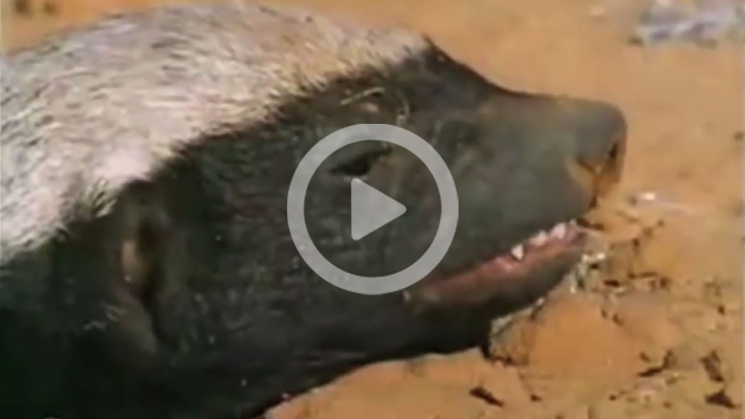Honey badger video